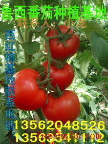 最新山东莘县大红西红柿大量上市批发价格和报价